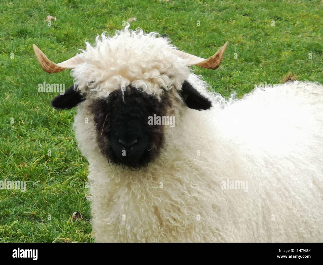 Der Kopf eines schwarzen Nasenschafes. Walliser schwarznase Schaf. Stockfoto