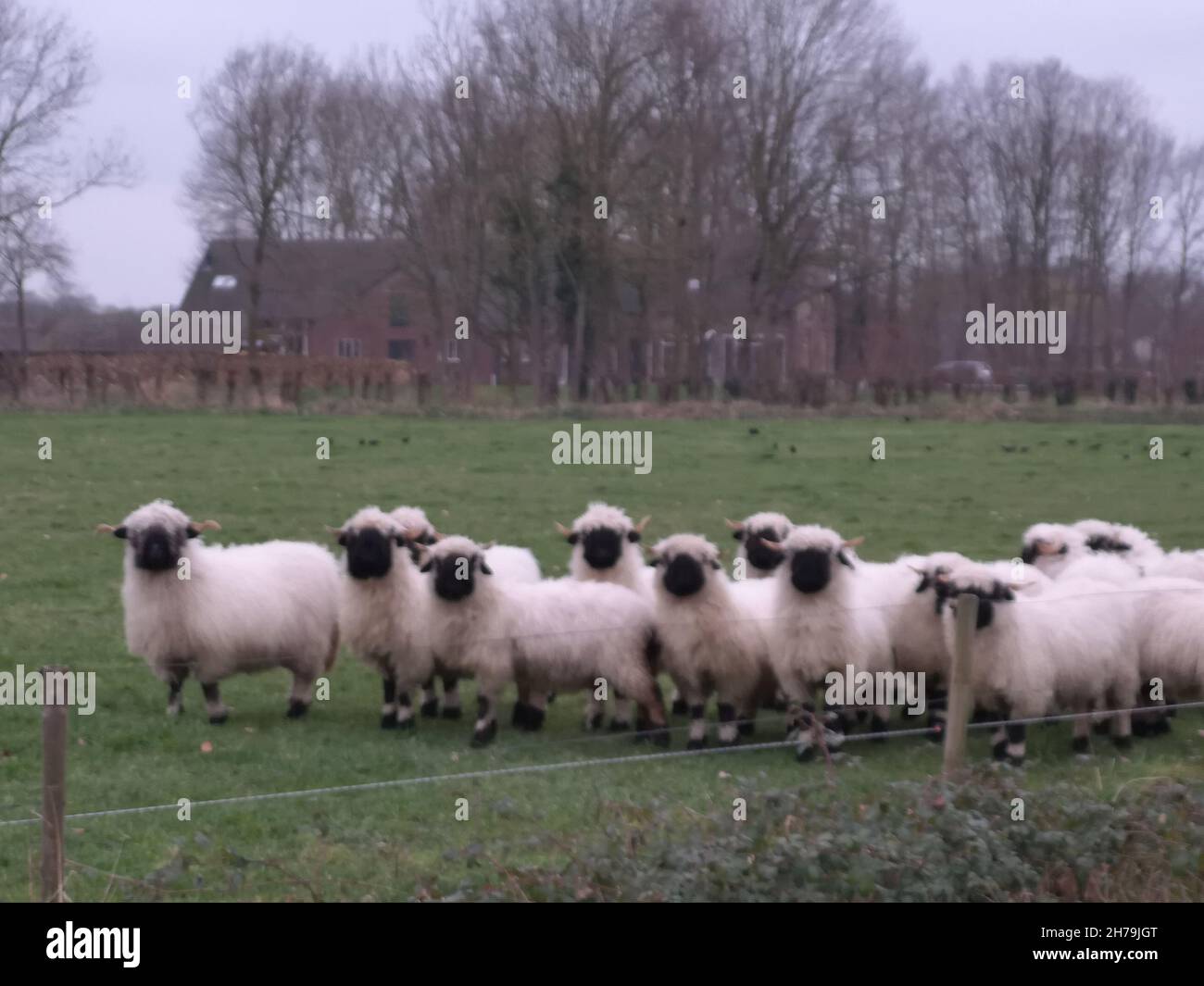 Eine Herde weißer Schafe mit schwarzem Schnabel, Nase und Ohren. Walliser Schwarznase. Schwarze Nase Schafe. Stockfoto