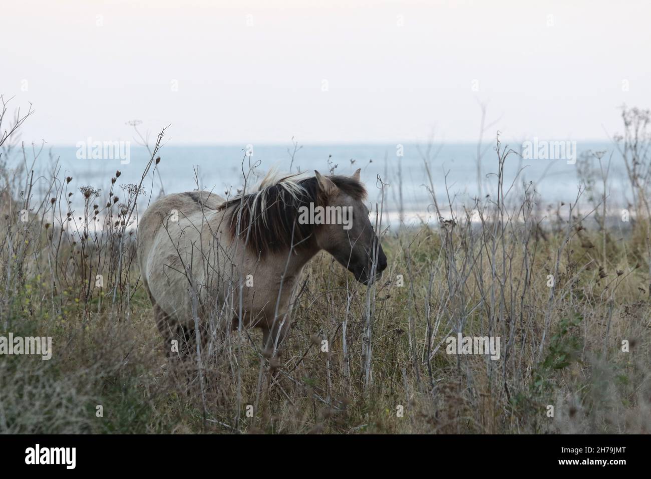 Konik Horse grast im Pegwell Bay Nature Reserve, um zu helfen Erhaltung und Management der Ökologie Stockfoto