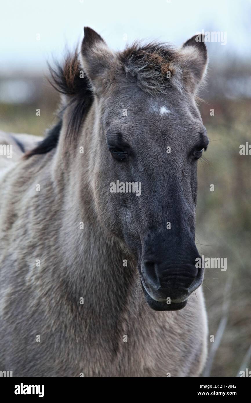 Konik Horse im Pegwell Bay Nature Reserve, um die Erhaltung und Bewirtschaftung der Ökologie zu unterstützen Stockfoto