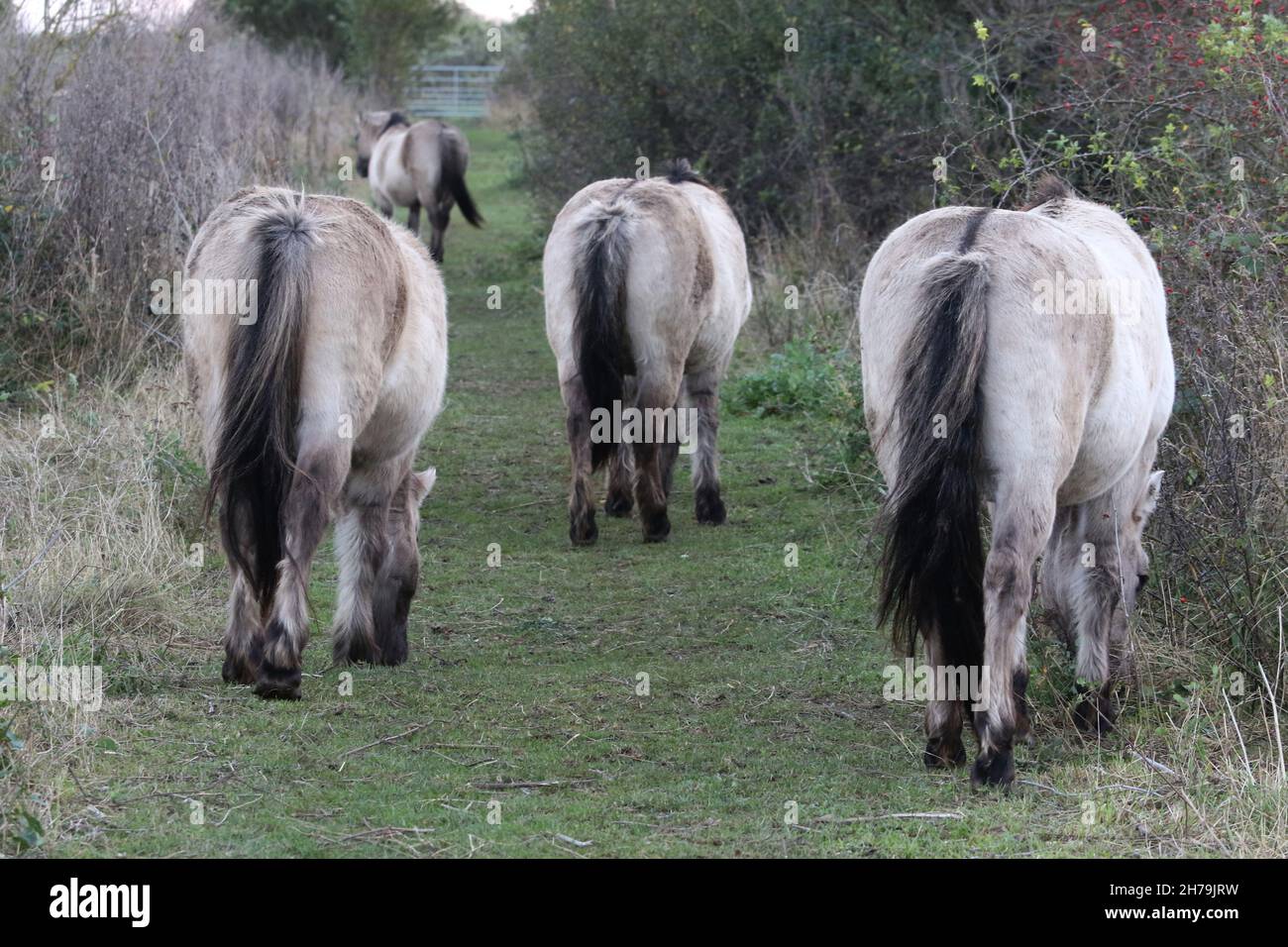 Konik Pferde grasen im Pegwell Bay Nature Reserve, um den Erhalt und das Management der Ökologie zu unterstützen Stockfoto