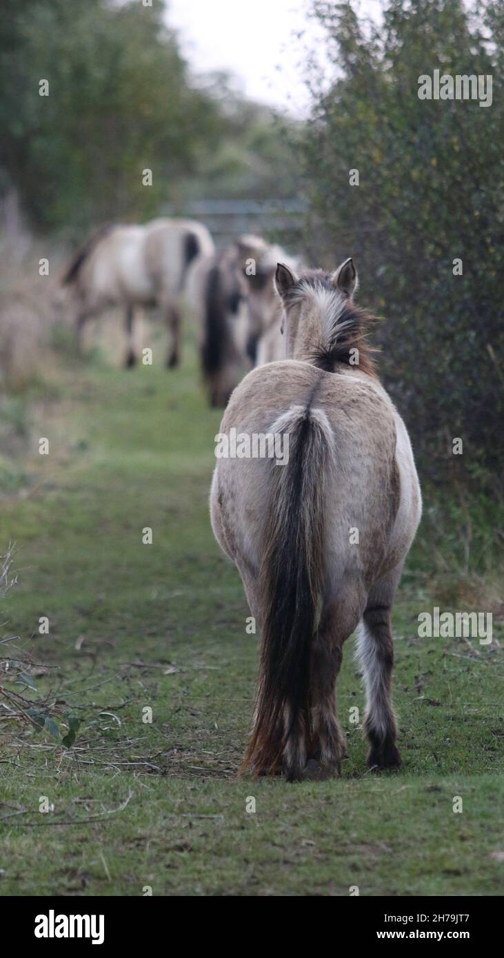 Konik Pferde stehen in einer geordneten Warteschlange im Pegwell Bay Nature Reserve Stockfoto