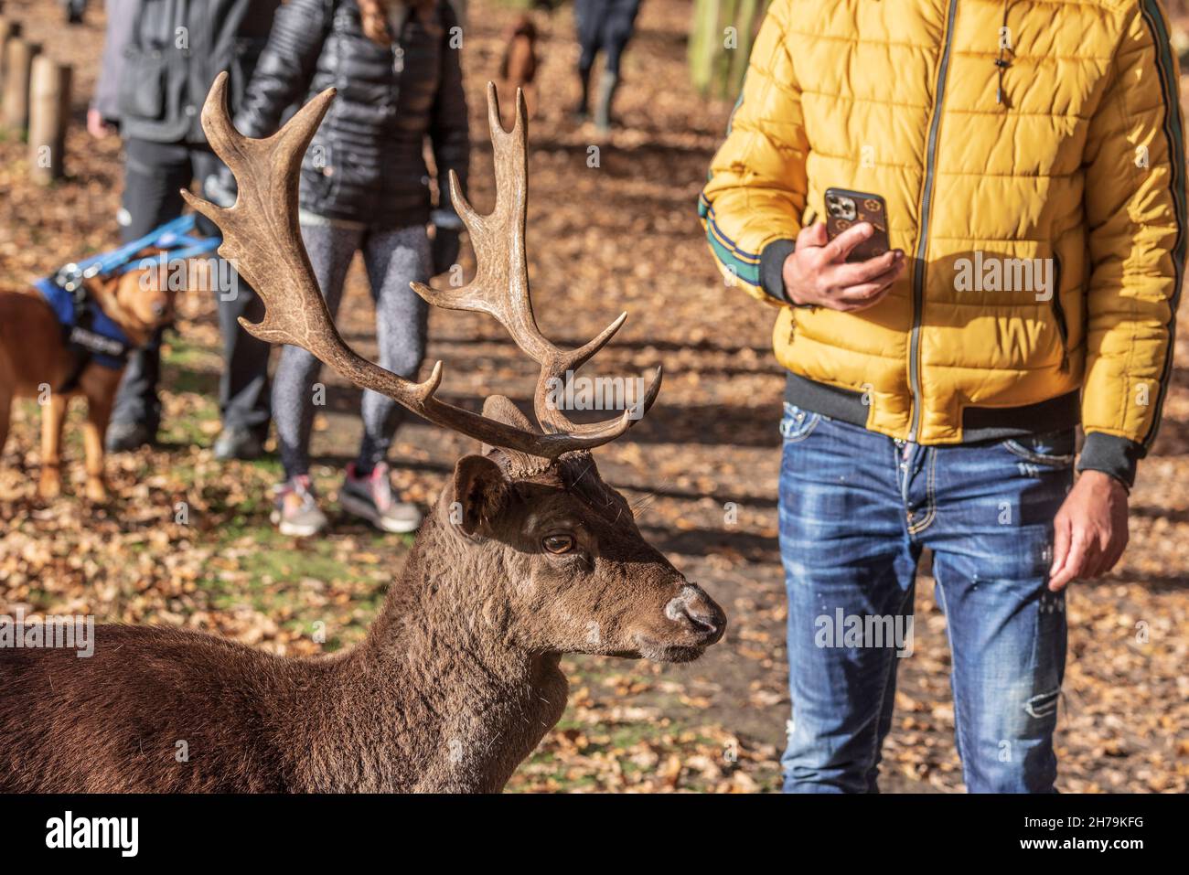 Damhirsch-Buck mit palmattierten Geweihen, die für Besucher des Wildparks aufstehen. Stockfoto