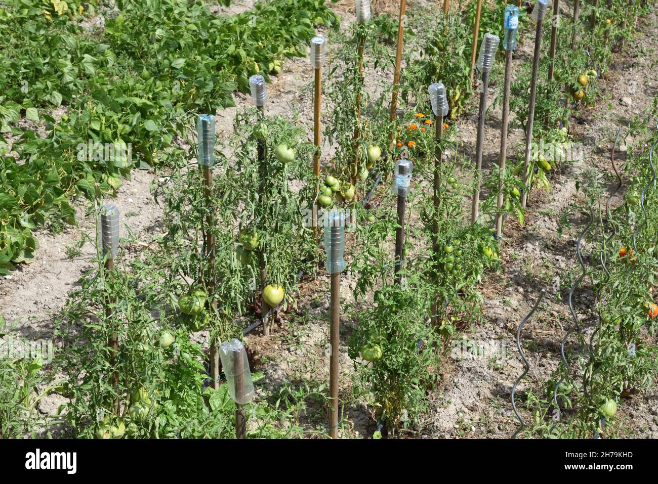 Reihen von Tomatenpflanzen im Gemüsegarten mit umgedrehten Plastikflaschen auf Gartenpfosten, die als Vogelscheuergeräte, Scherer oder Vogelkontrollspitzen verwendet werden Stockfoto