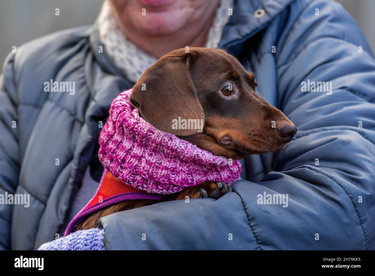 Dackel trägt ein richtiges Hundehalsband, das in den Armen des Besitzers gekleidet ist. Stockfoto