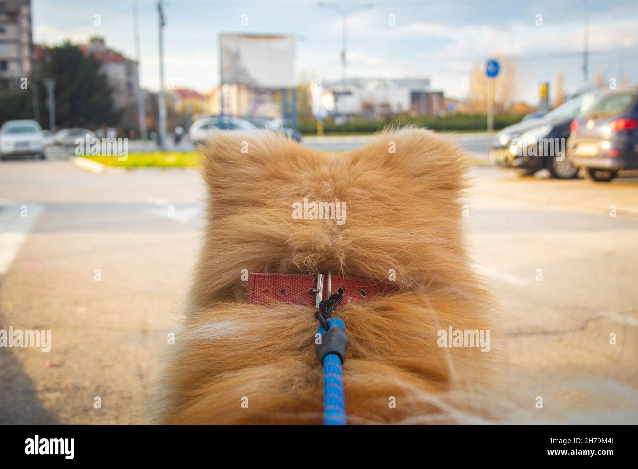 Hund an der Leine, um die Welt zu beobachten und die Schönheit des Lebens zu entdecken. Dog's Perspektive auf die Welt. Blaue Leine und Hund perfekt im Fokus. Selektiver Fokus Stockfoto