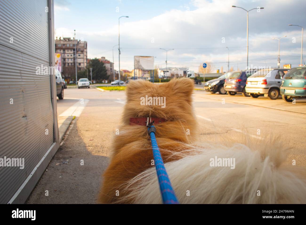 Hund an der Leine, um die Welt zu beobachten und die Schönheit des Lebens zu entdecken. Dog's Perspektive auf die Welt. Blaue Leine und Hund perfekt im Fokus. Selektiver Fokus Stockfoto