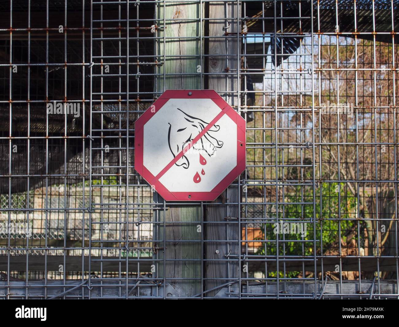 Blutige abgebissene Finger unterschreiben im Octagon Wildlife Sanctuary in Punta Gorda, Florida, USA, 2020 © Katharine Andriotis Stockfoto