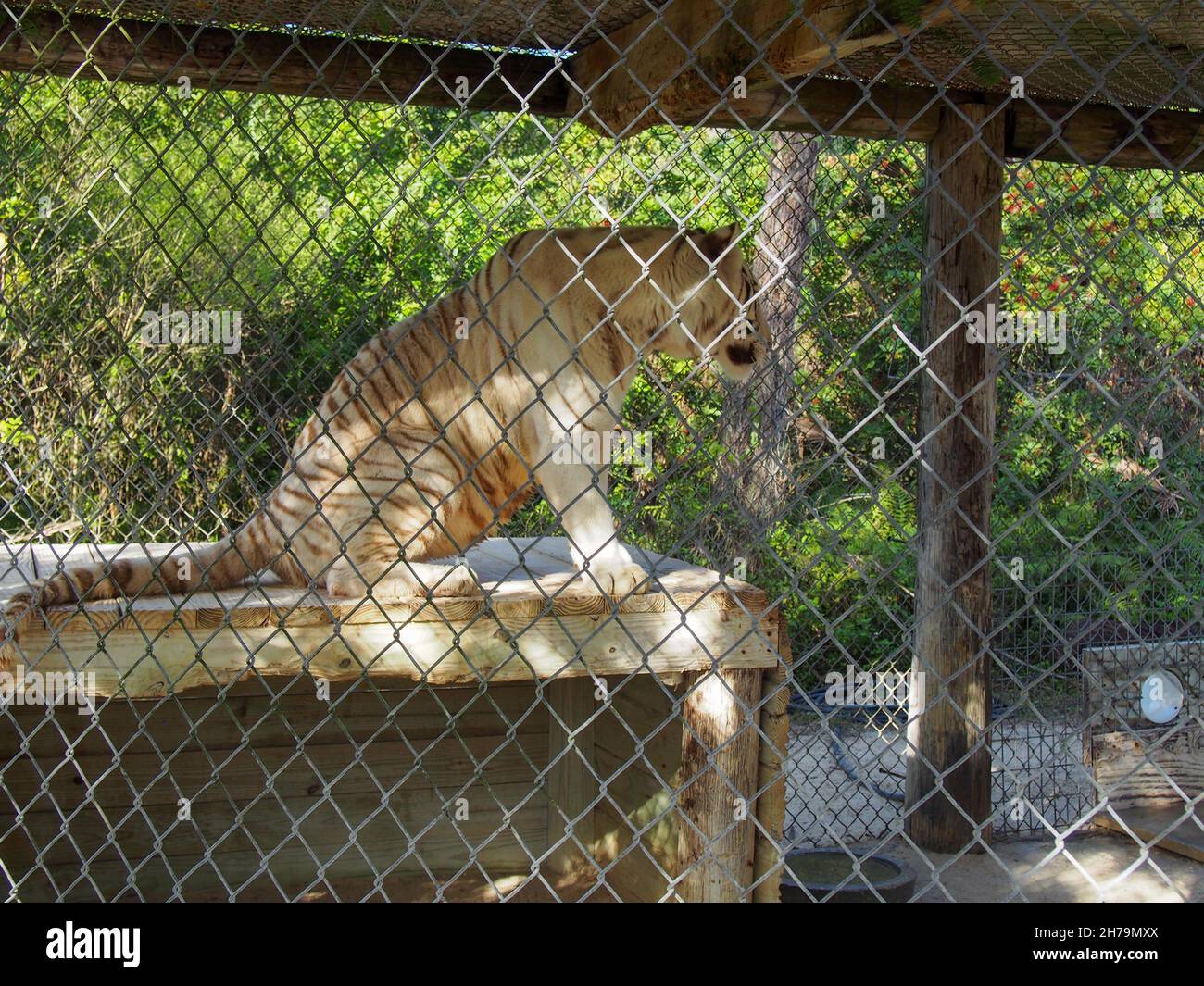 Weißer Tiger in seinem Gehege im Octagon Wildlife Sanctuary in Punta Gorda, Florida, USA, 2020 © Katharine Andriotis Stockfoto