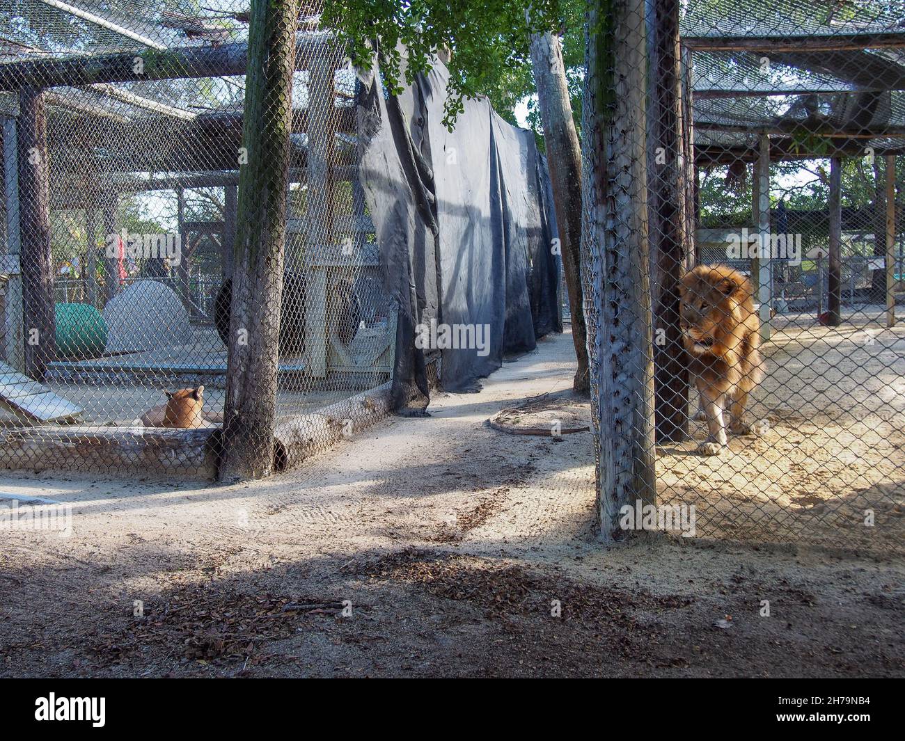 Afrikanischer Löwe und Löwin in benachbarten Gehegen im Octagon Wildlife Sanctuary in Punta Gorda, Florida, USA, 2020 © Katharine Andriotis Stockfoto
