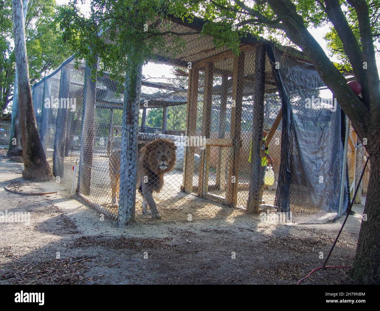 Männlicher afrikanischer Löwe in seinem Gehege und ehrenamtlicher Arbeiter im Betreuergebiet des Octagon Wildlife Sanctuary in Punta Gorda, Florida, USA, 2020 © Stockfoto