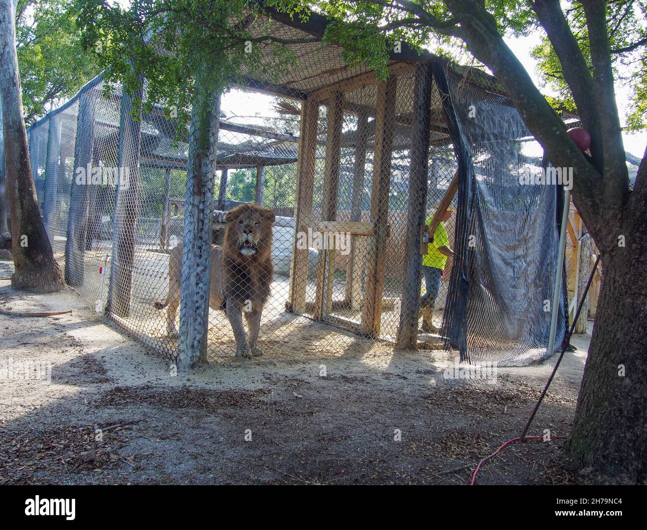 Männlicher afrikanischer Löwe in seinem Gehege und ehrenamtlicher Arbeiter im Betreuergebiet des Octagon Wildlife Sanctuary in Punta Gorda, Florida, USA, 2020 © Stockfoto