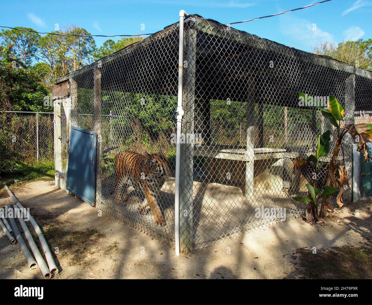 Bengalischer Tiger in seinem Gehege im Octagon Wildlife Sanctuary in Punta Gorda, Florida, USA, 2020 © Katharine Andriotis Stockfoto