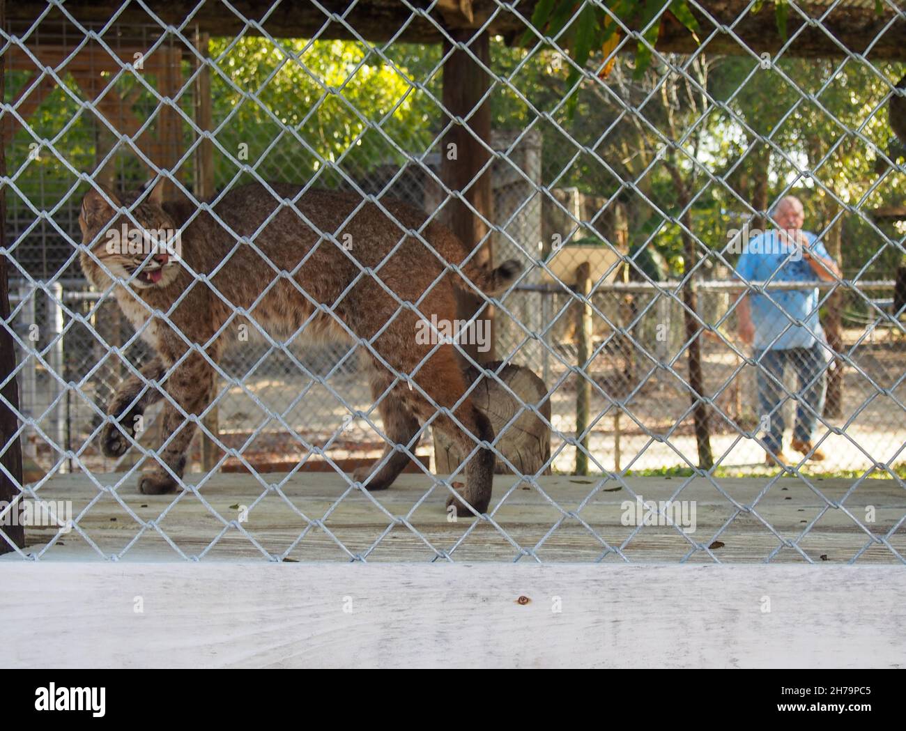 Bobcat in seinem Gehege mit Hausmeister im Hintergrund im Octagon Wildlife Sanctuary in Punta Gorda, Florida, USA, 2020 © Katharine Andriotis Stockfoto