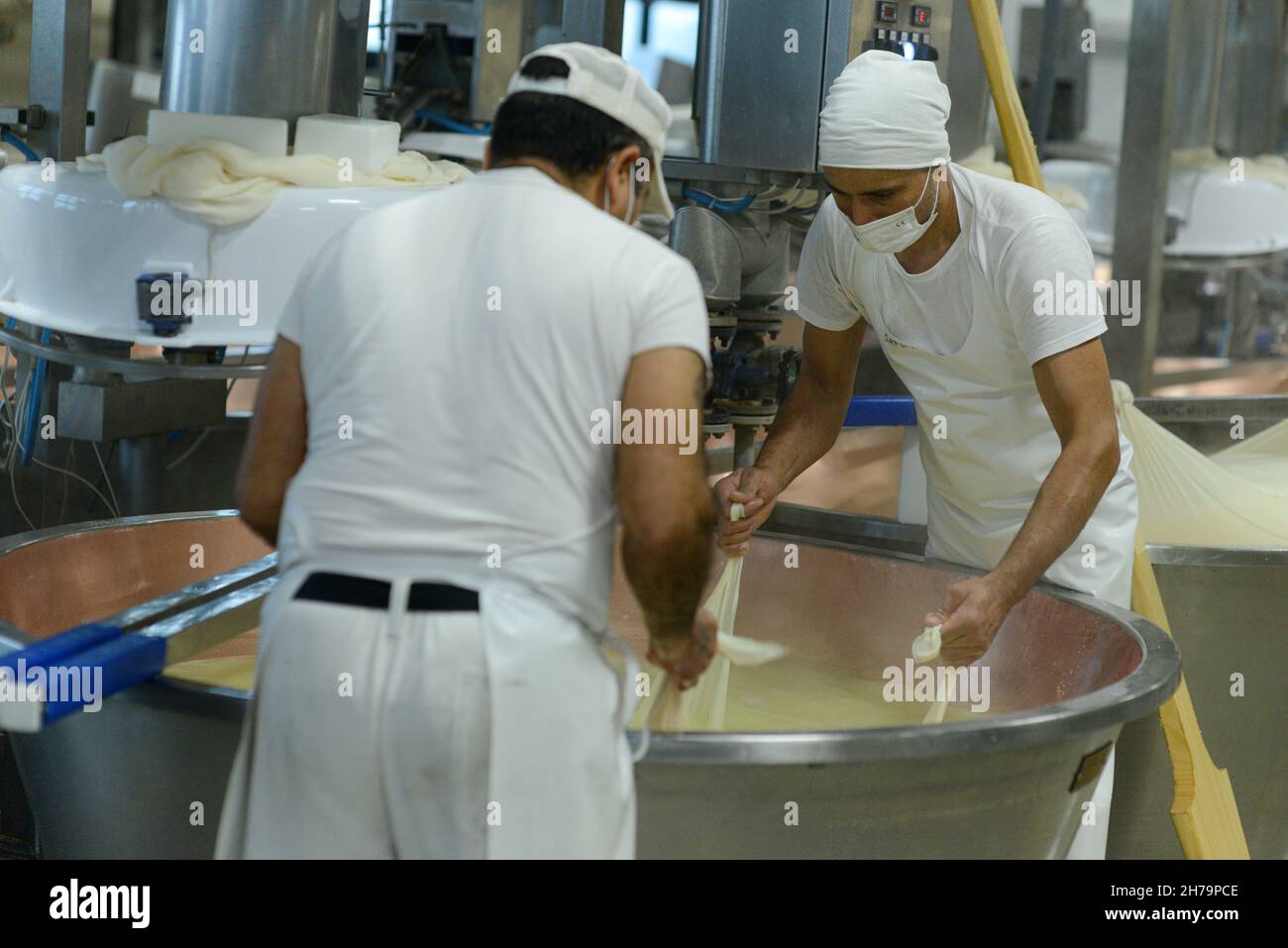 Parma 2064 Parmigiano Reggiano Käseherstellung Milchviehbetrieb Kochen Milch und Herstellung von Bio-zertifizierten Parmesan-Käse Stockfoto