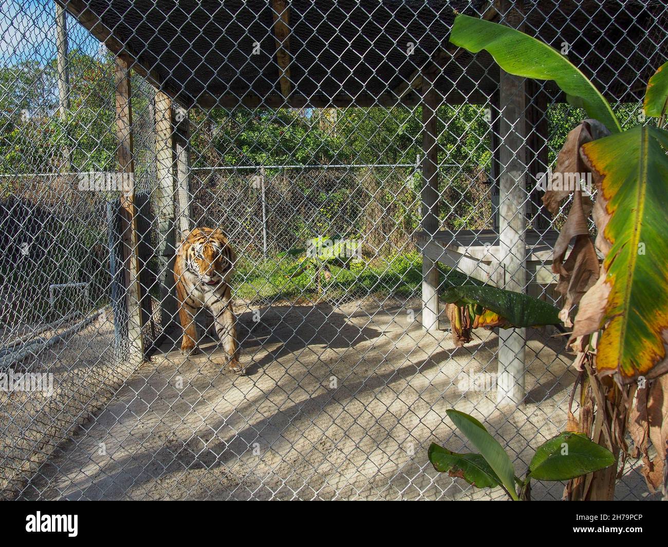 Bengalischer Tiger in seinem Gehege im Octagon Wildlife Sanctuary in Punta Gorda, Florida, USA, 2020 © Katharine Andriotis Stockfoto