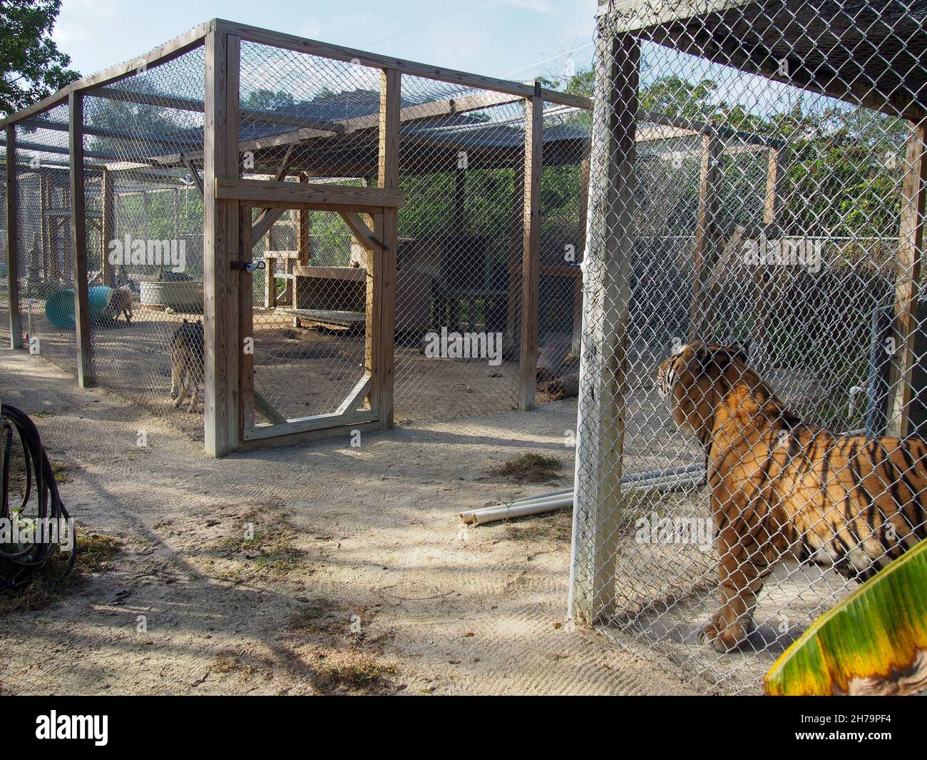Bengalische Tiger und Wölfe in benachbarten Gehegen im Octagon Wildlife Sanctuary in Punta Gorda, Florida, USA, 2020 © Katharine Andriotis Stockfoto