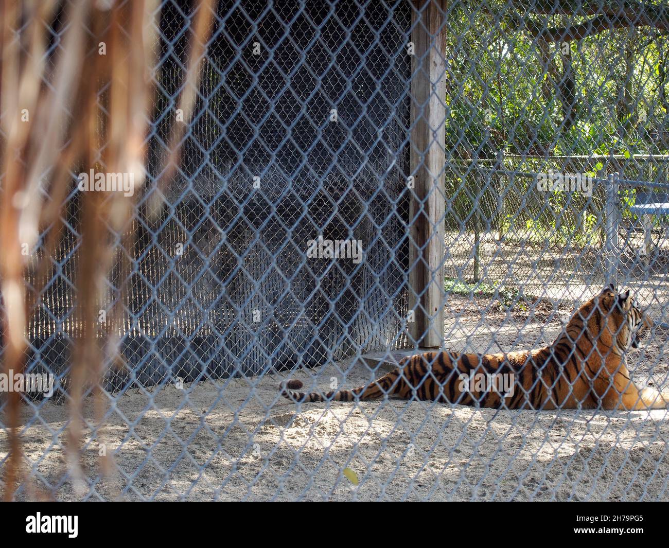 Bengalischer Tiger, der in seinem Gehege im Octagon Wildlife Sanctuary in Punta Gorda, Florida, USA, 2020 ruht © Katharine Andriotis Stockfoto