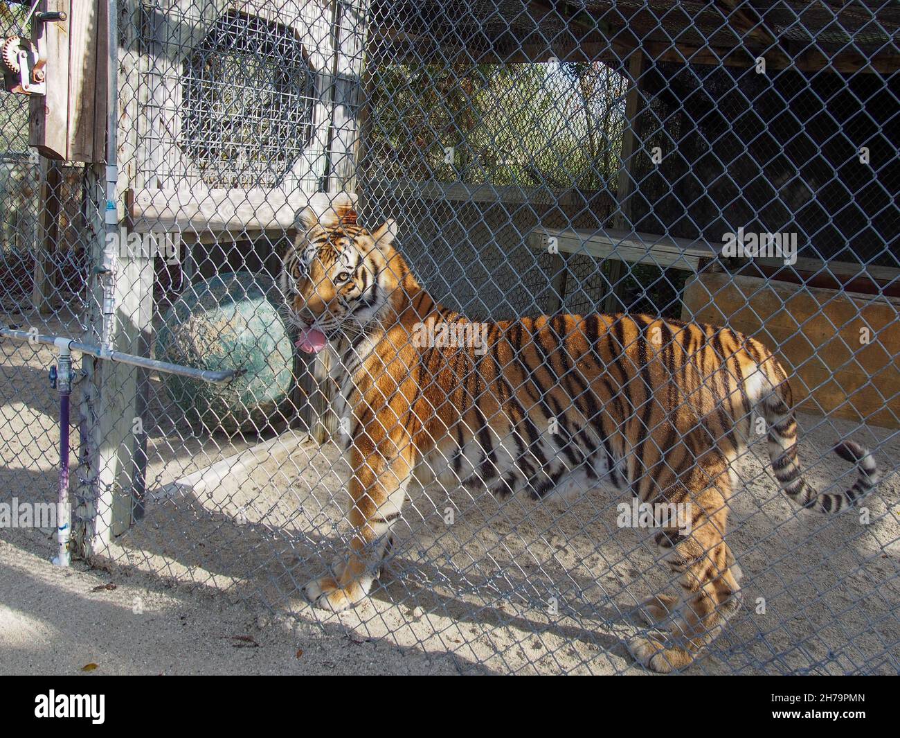 Bengalischer Tiger am Wasserspender in seinem Gehege im Octagon Wildlife Sanctuary in Punta Gorda, Florida, USA, 2020 © Katharine Andriotis Stockfoto