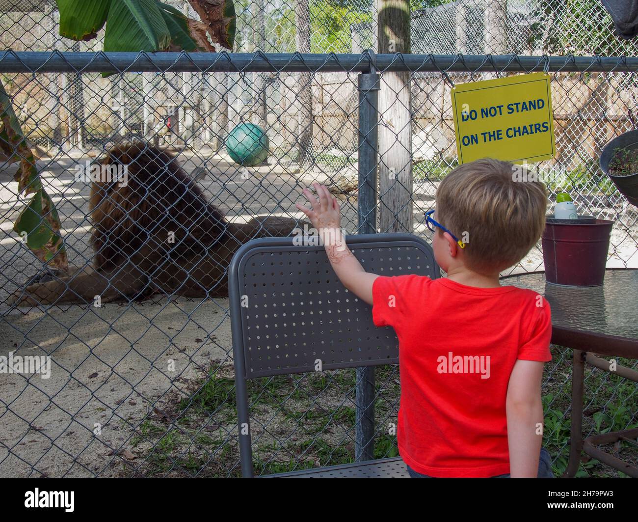 Ein kleiner Junge, der einen afrikanischen Löwen in seinem Gehege im Octagon Wildlife Sanctuary in Punta Gorda, Florida, USA, ansieht, 2020 © Katharine Andriotis Stockfoto