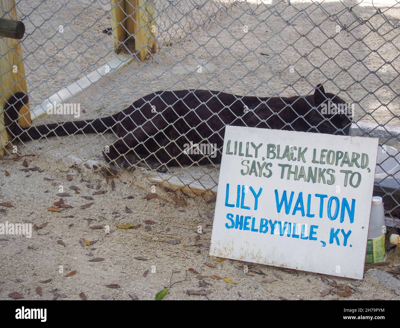 Lilly, die schwarze Leopardin mit einem Schild von der Frau, die sie im Octagon Wildlife Sanctuary in Punta Gorda, Florida, USA, wiederheilte, 2020 © Katharine A Stockfoto