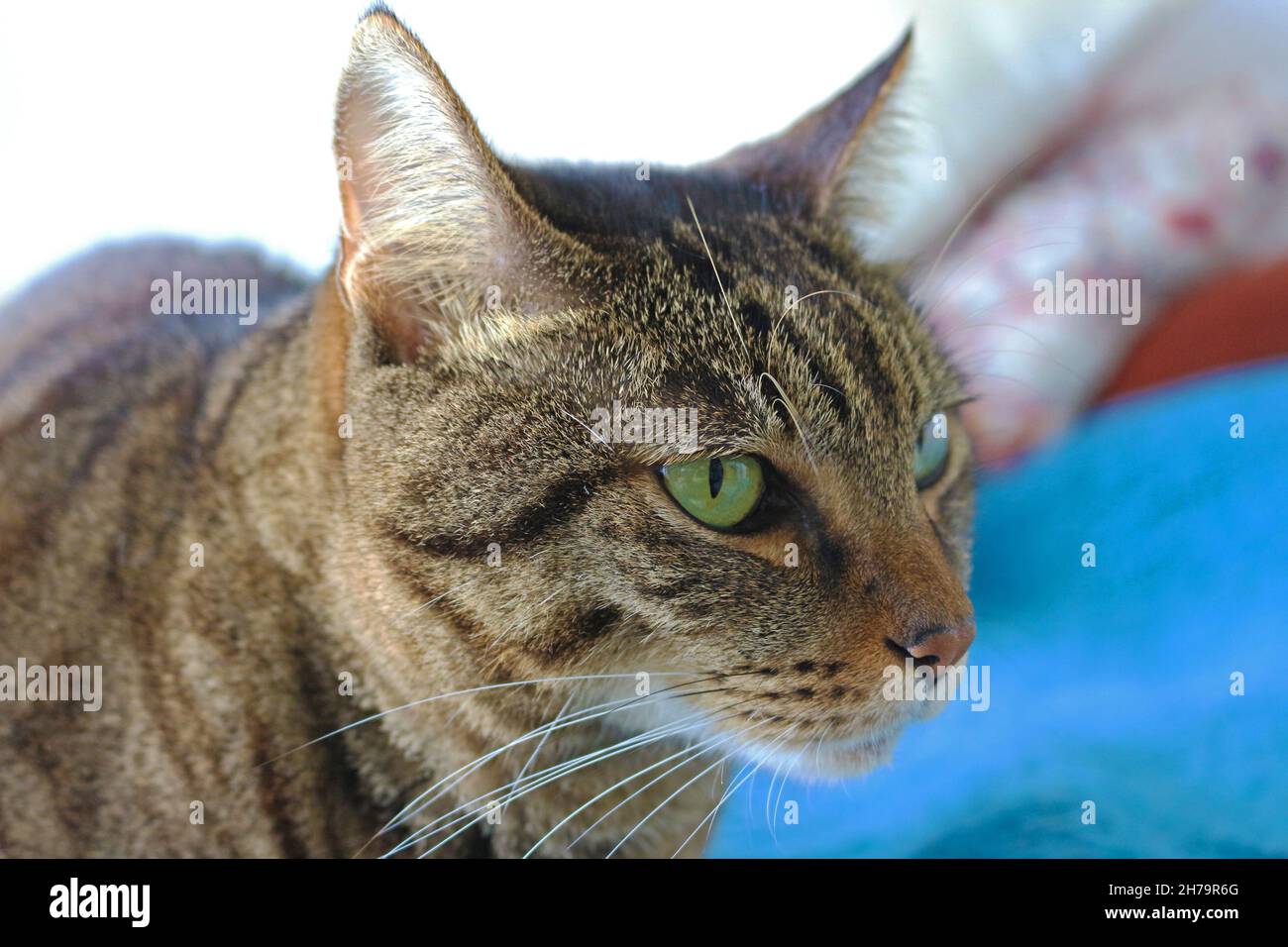 Hauskatze und Szenen seiner Koexistenz in unserem Haus. Stockfoto