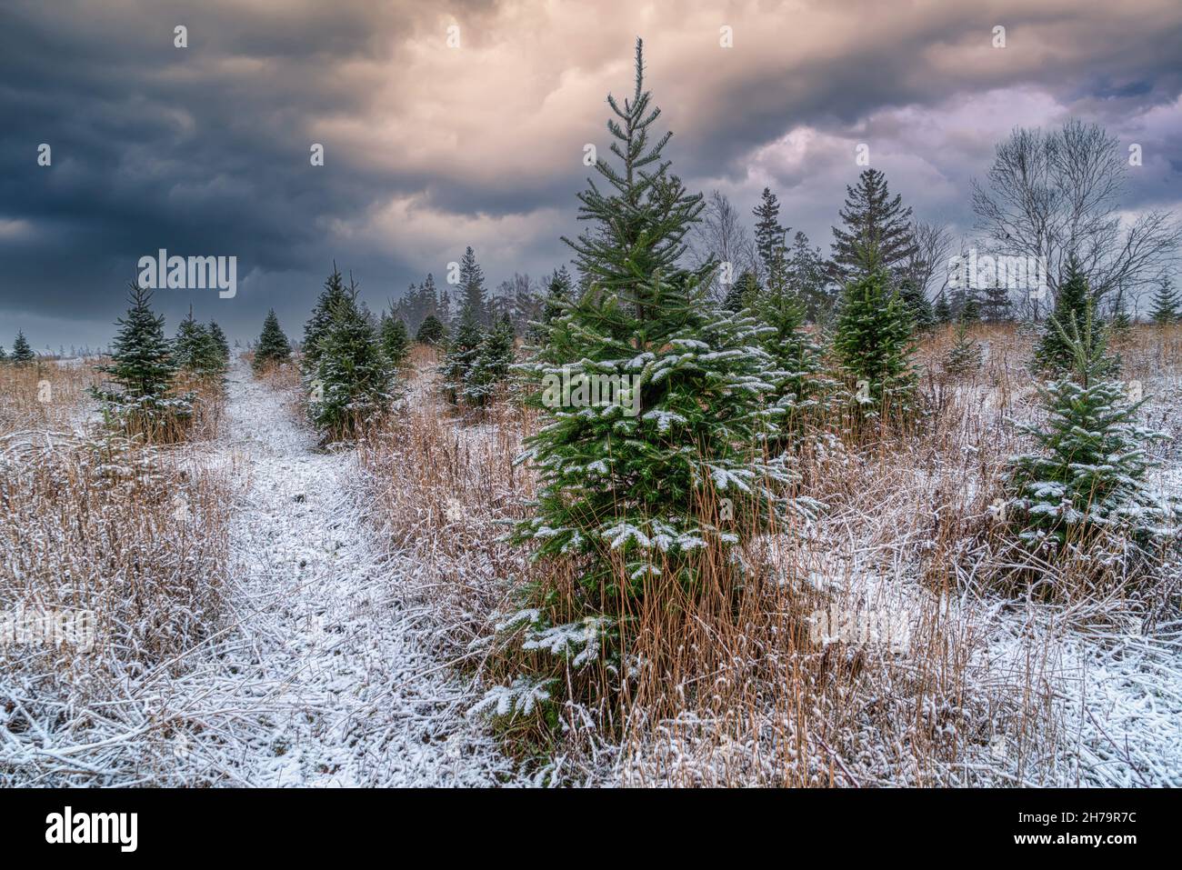 Schnee fällt auf einer Weihnachtsbaumfarm. Stockfoto
