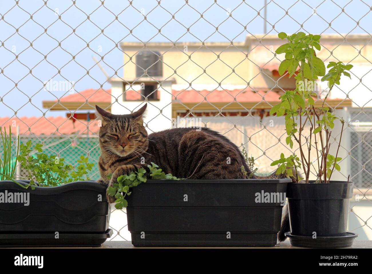 Hauskatze schläft auf den Gewürztöpfen und Szenen seines Zusammenlebens in unserem Haus. Stockfoto