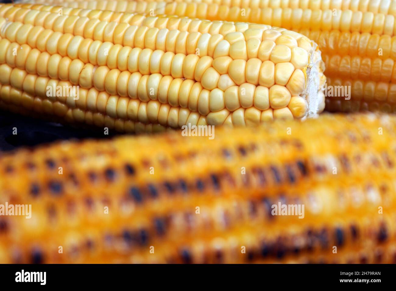 Gerösteter Mais auf dem Maiskolben. Mais, eine Nahrung, die reine Energie in Form von Getreide ist Stockfoto