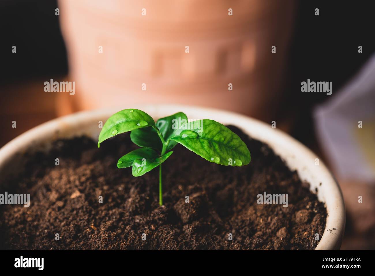 Repotted junge Mandarine Baum in einem Keramiktopf zu Hause Stockfoto