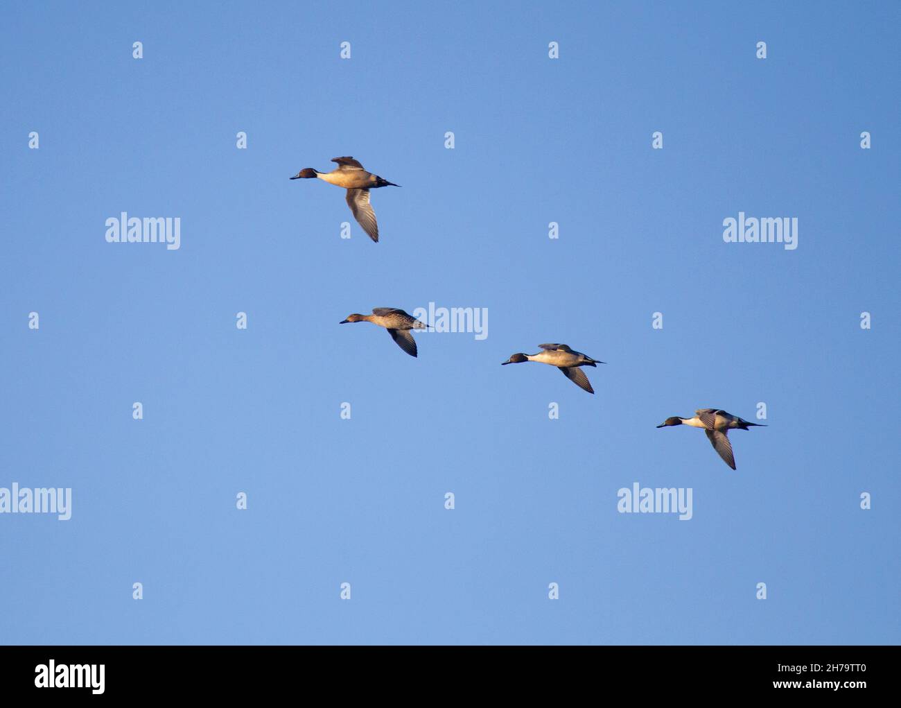 Nördliche Pintails im Flug Stockfoto