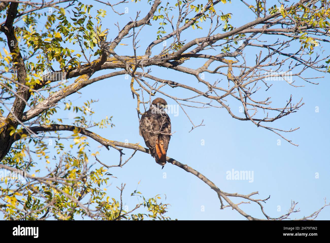 Red tailed Hawk Stockfoto