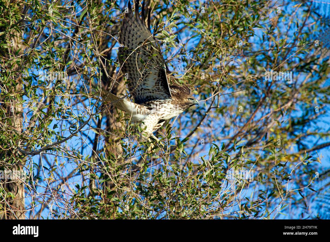 Red tailed Hawk Stockfoto