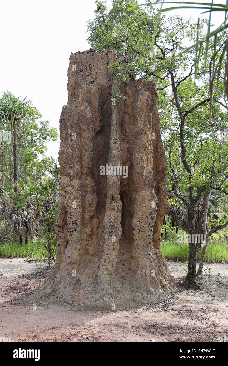 Cathedral Termitenhügel im Litchfield National Park, Northern Territory, Australien. Stockfoto