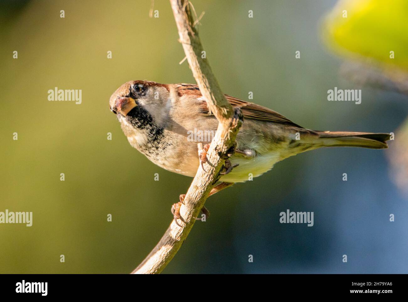 Passer domesticus, House Sparrow, thront im November 2021 über einem britischen Garten Stockfoto