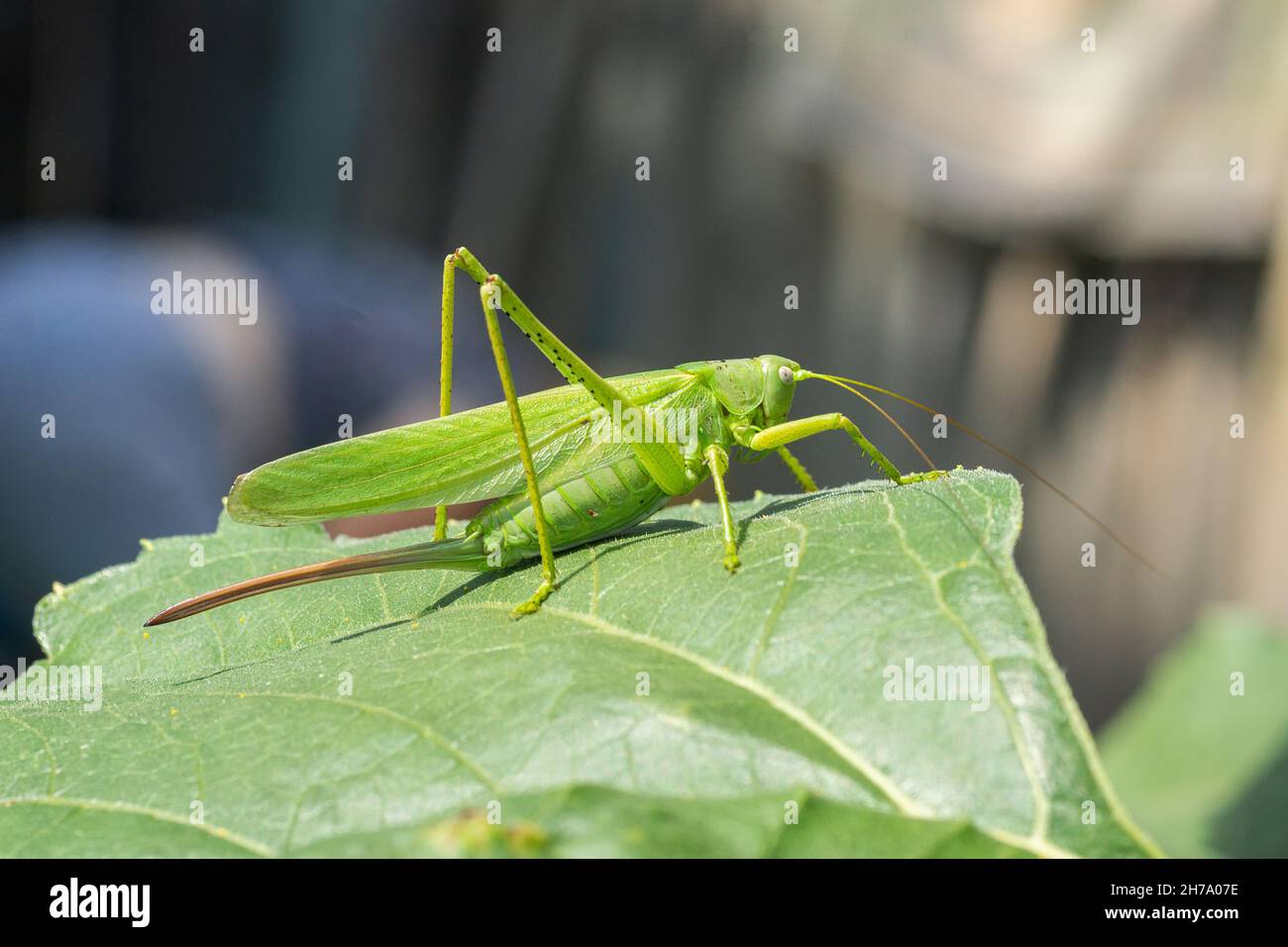 Große Sumpfgrasschrecke (Stethophyma grossum), eine bedrohte Insektenart, die typisch für feuchte Wiesen und Sumpfwiesen ist Stockfoto