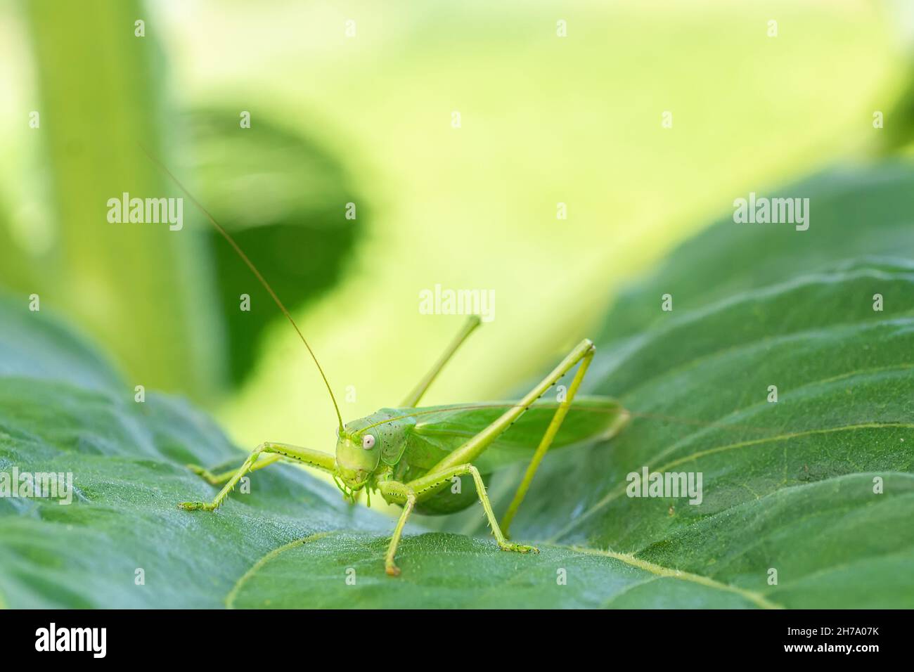 Große Sumpfgrasschrecke (Stethophyma grossum), eine bedrohte Insektenart, die typisch für feuchte Wiesen und Sumpfwiesen ist Stockfoto
