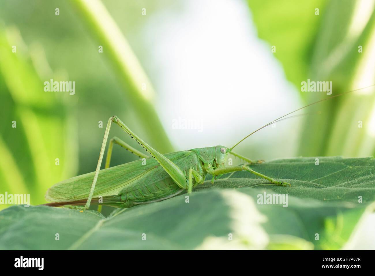 Große Sumpfgrasschrecke (Stethophyma grossum), eine bedrohte Insektenart, die typisch für feuchte Wiesen und Sumpfwiesen ist Stockfoto