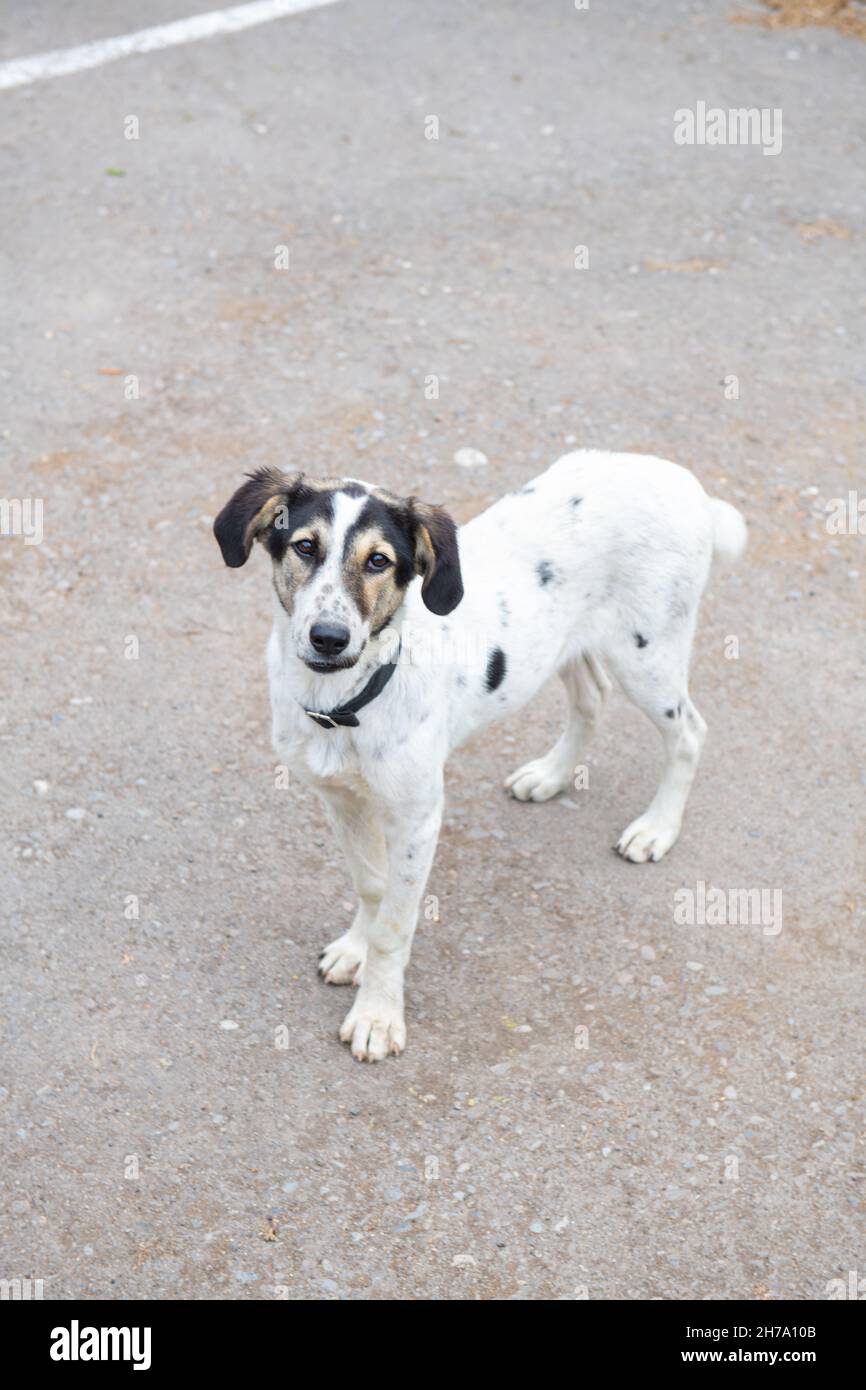 Ein netter schwarz-weißer Hund mit Kragen steht auf dem Bürgersteig Stockfoto