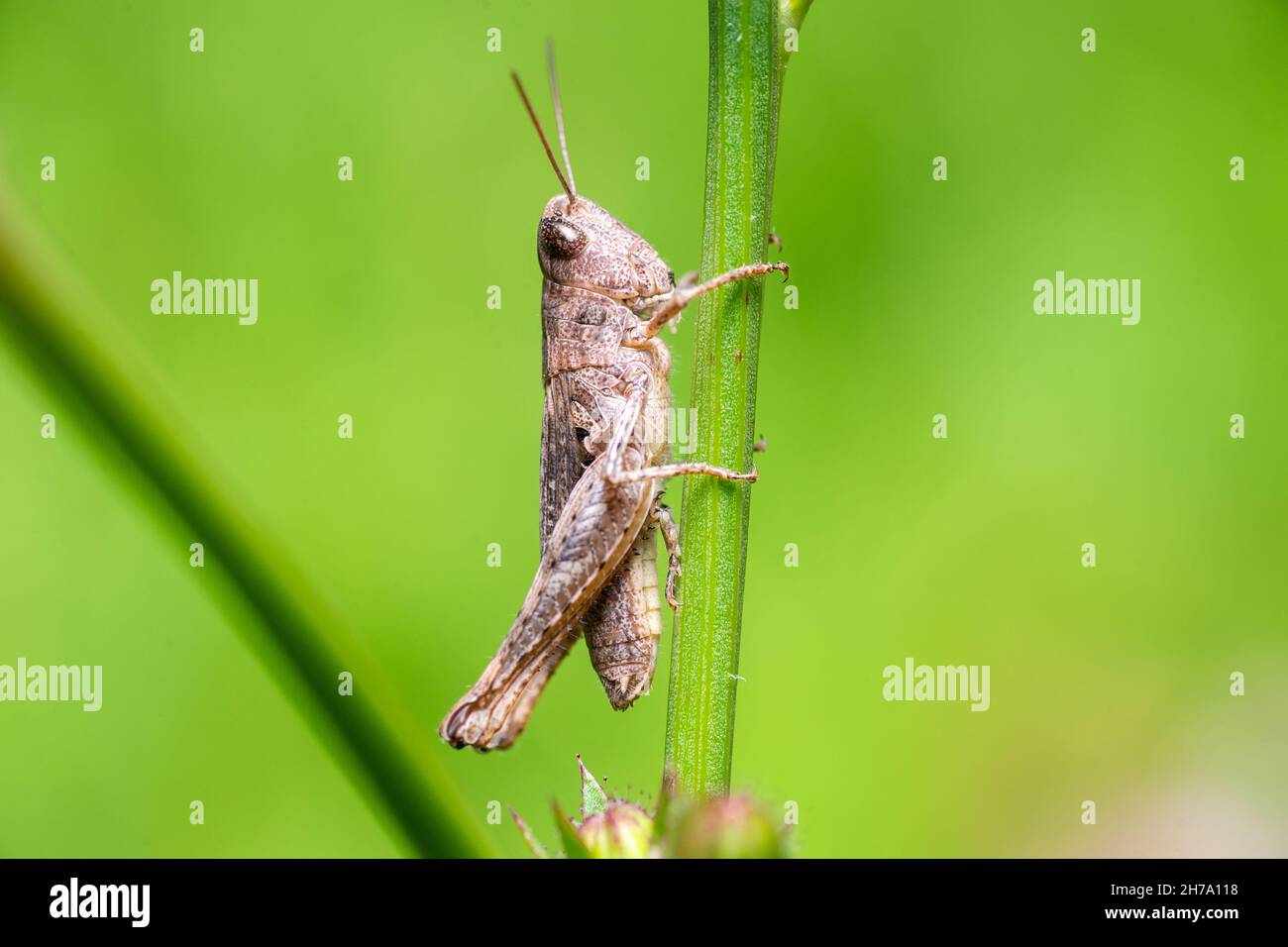 Große Sumpfgrasschrecke (Stethophyma grossum), eine bedrohte Insektenart, die typisch für feuchte Wiesen und Sumpfwiesen ist Stockfoto