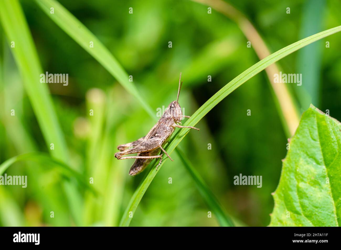 Große Sumpfgrasschrecke (Stethophyma grossum), eine bedrohte Insektenart, die typisch für feuchte Wiesen und Sumpfwiesen ist Stockfoto