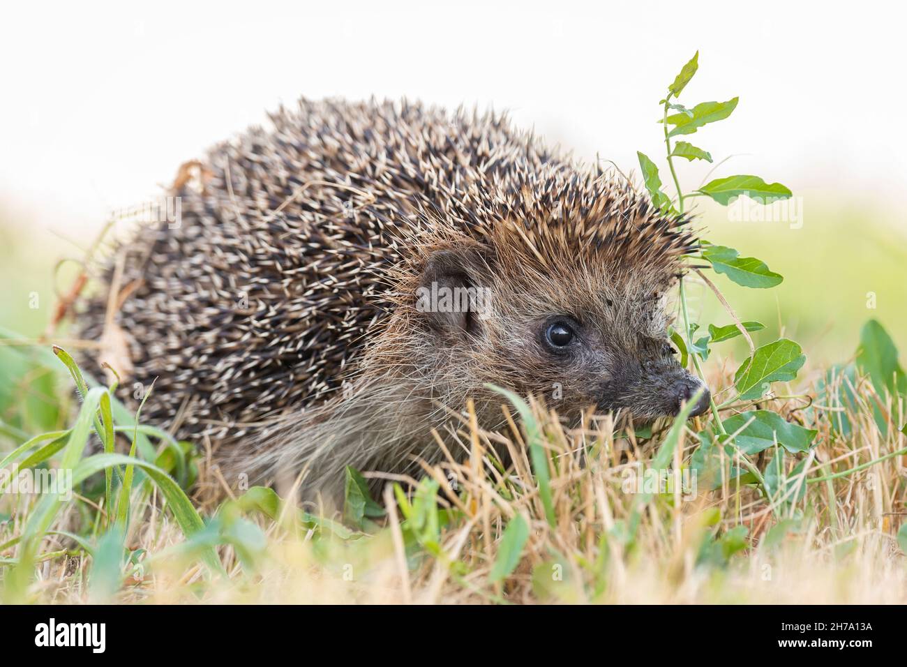 Igel (Wissenschaftlicher Name: Erinaceus Europaeus) Nahaufnahme eines wilden, einheimischen, europäischen Igels, direkt im natürlichen Gartenhabitat auf grünem Gras zugewandt l Stockfoto