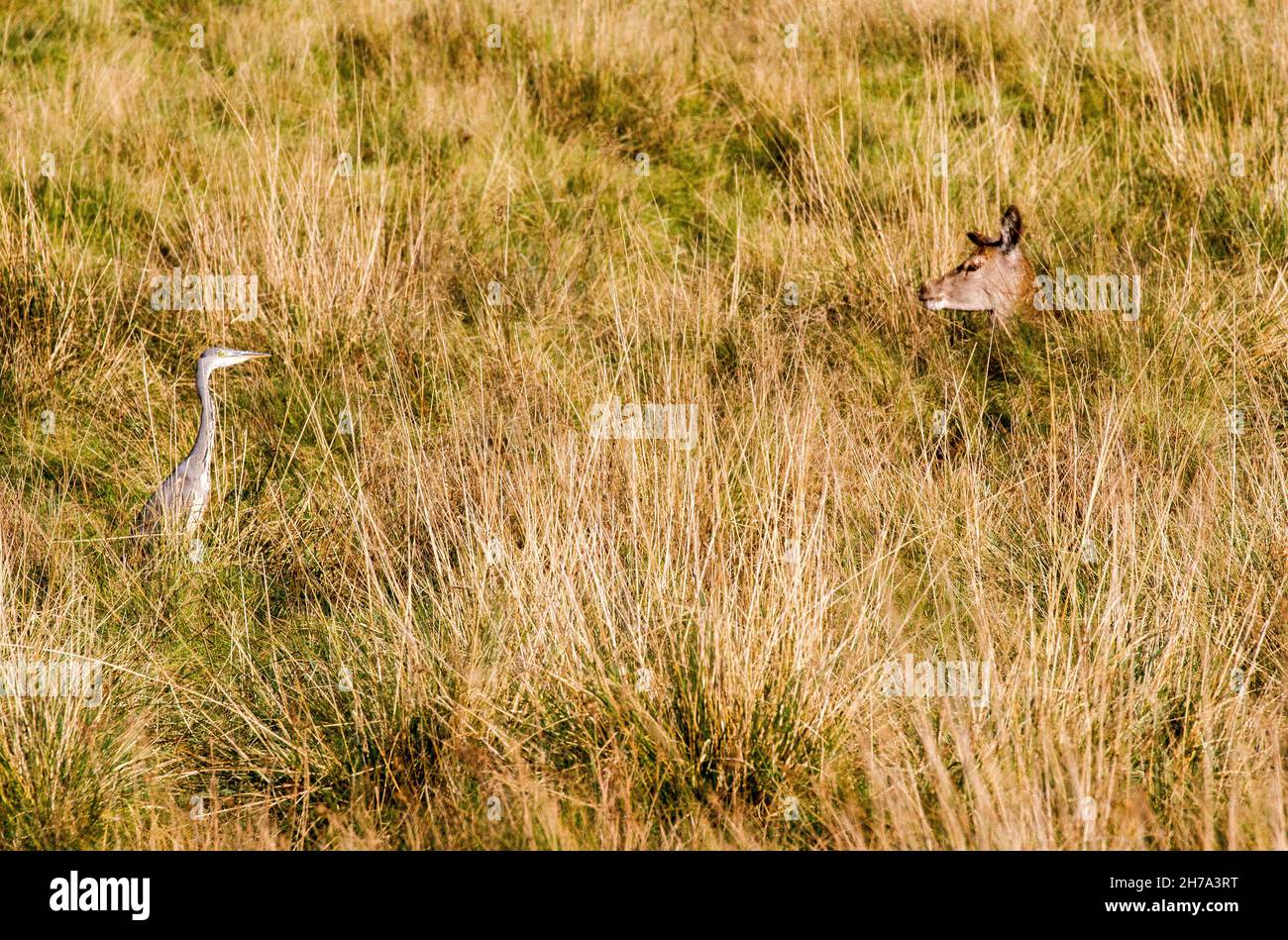 Heron und Red Deer blicken einander Auge in Auge durch langes Gras auf dem Gelände des Tatton Park Knutsford-Keshire-England Stockfoto