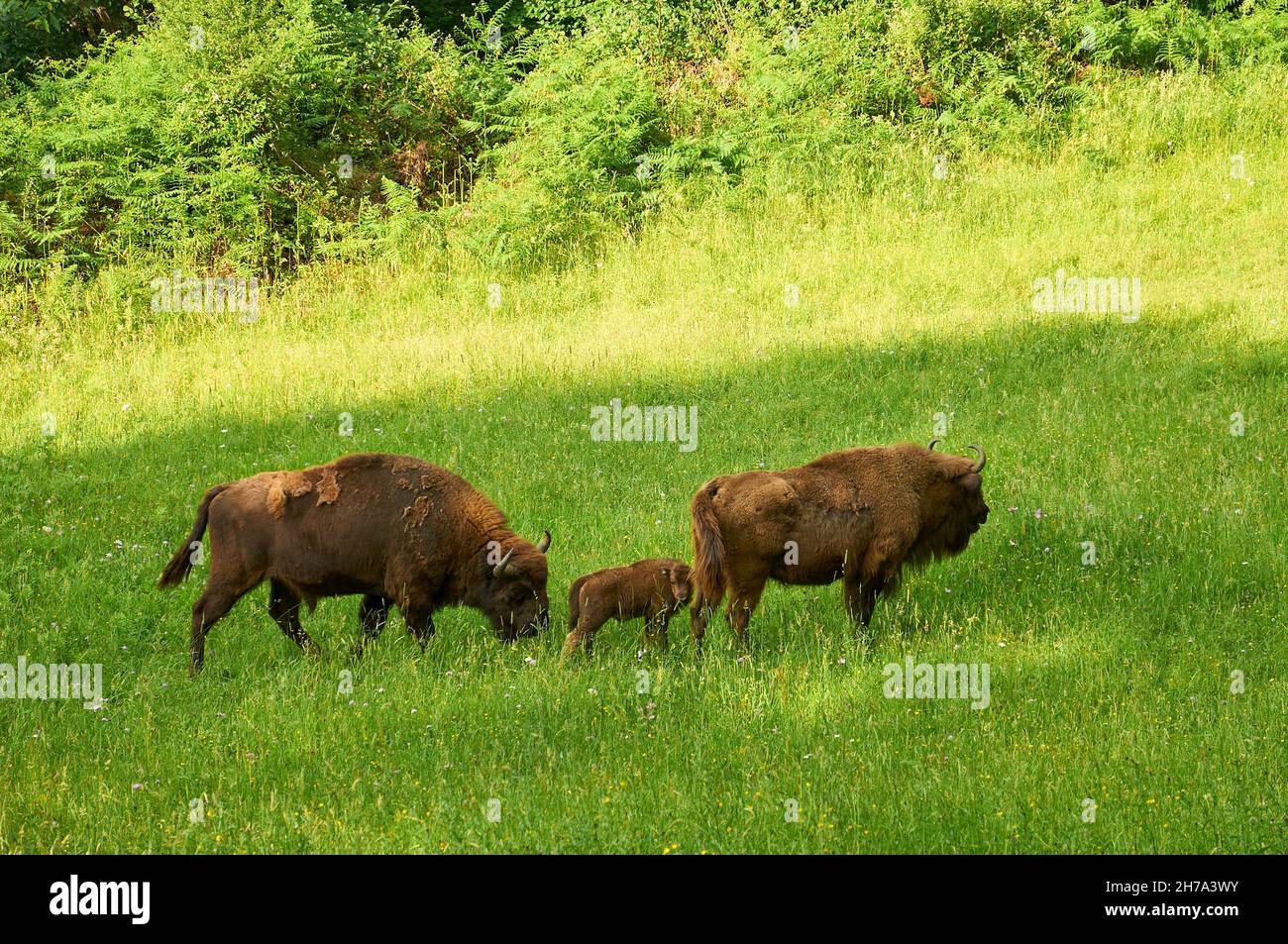 Europäische Bisons (Bison bonasus), genannt Lipión und Pipa, mit ihrem neu geborenen Kalb, grasen im prähistorischen Park von Teverga (Asturien, Spanien) Stockfoto