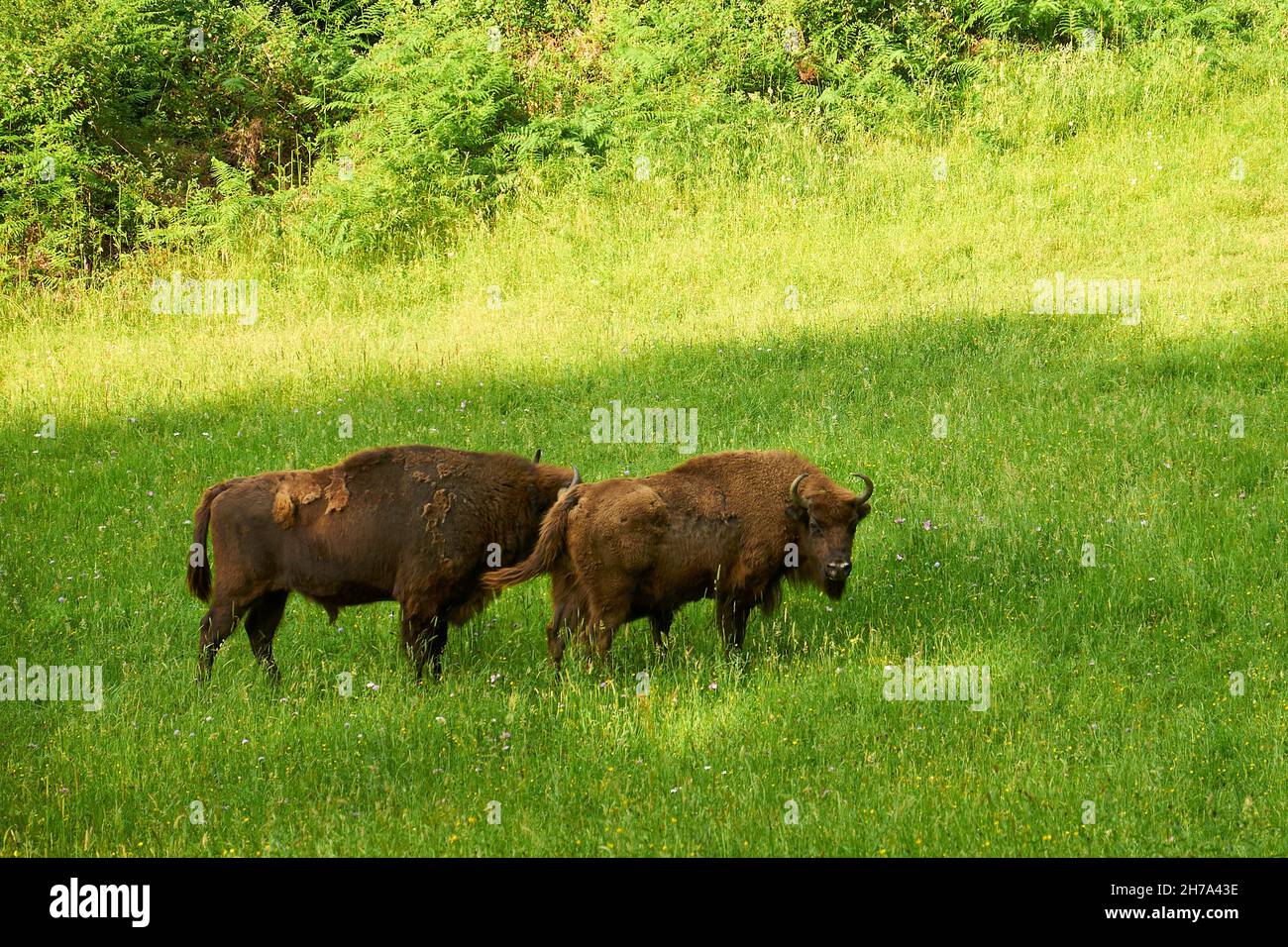 Einige europäische Bisons (Bison bonasus), genannt Lipión und Pipa, grasen in ihrem Gehege im prähistorischen Park von Teverga (Asturien, Spanien) Stockfoto