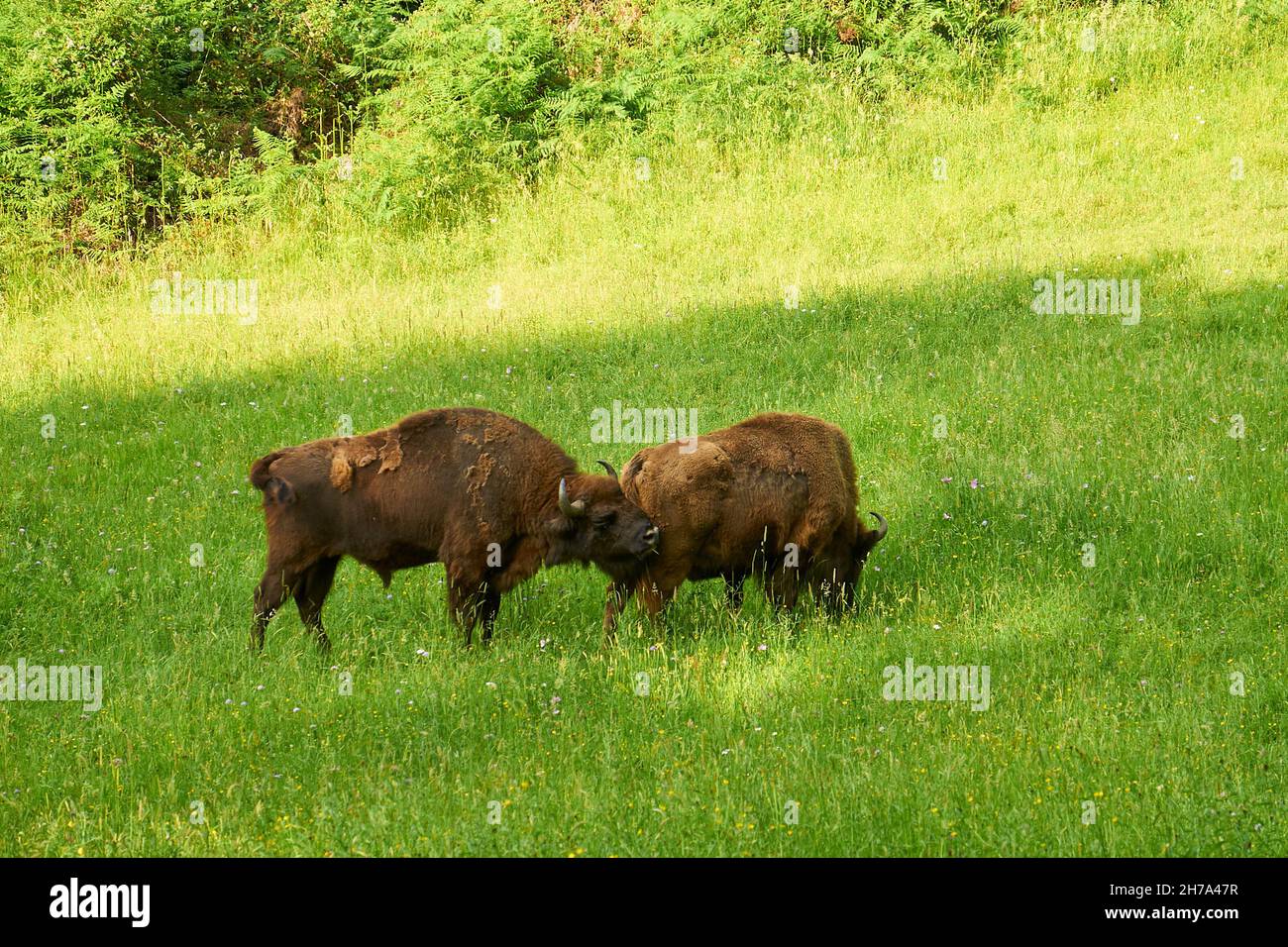 Einige europäische Bisons (Bison bonasus), genannt Lipión und Pipa, grasen in ihrem Gehege im prähistorischen Park von Teverga (Asturien, Spanien) Stockfoto
