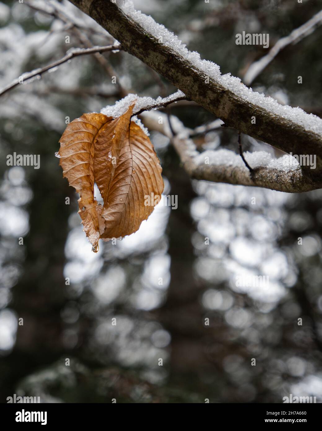 Makro von Blättern, die Zeichen des Winters zeigen Stockfoto