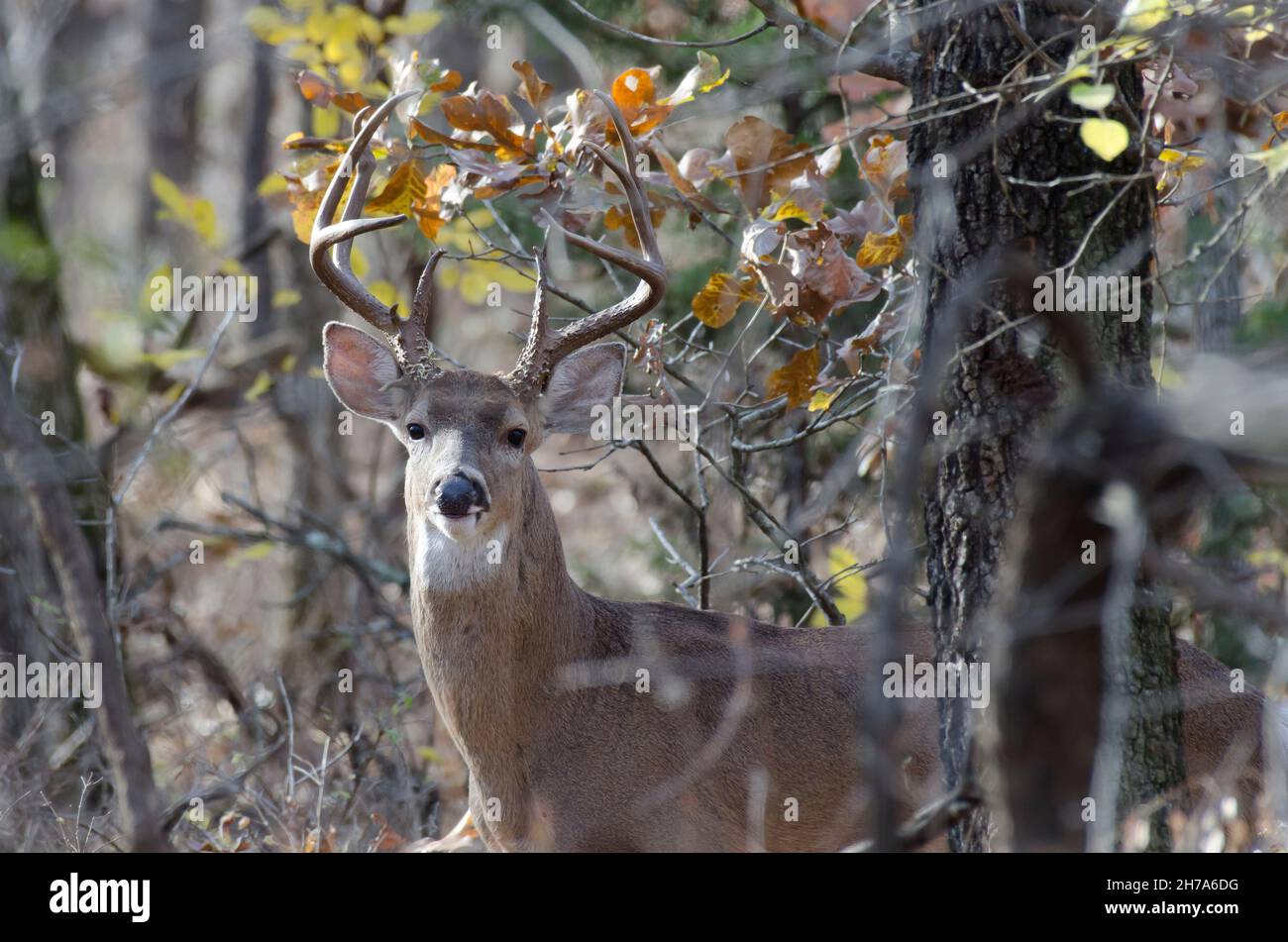 Weißschwanzhirsch, Odocoileus virginianus, Bock Stockfoto
