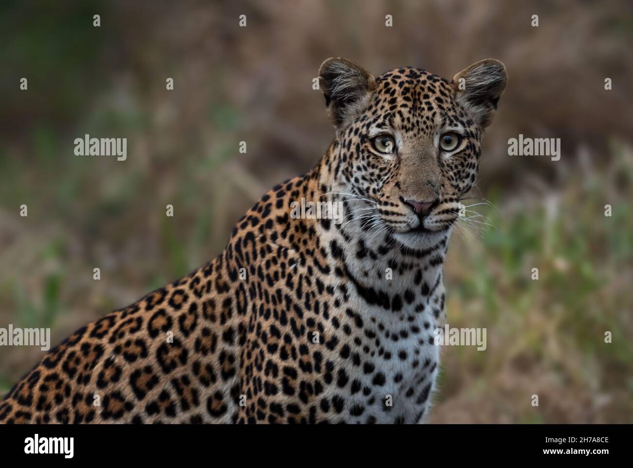 Leopard - Panthera Pardus, schöner, ikonischer Raubling aus afrikanischen Büschen, Savannen und Wäldern, Lake Mburo National Park, Uganda. Stockfoto