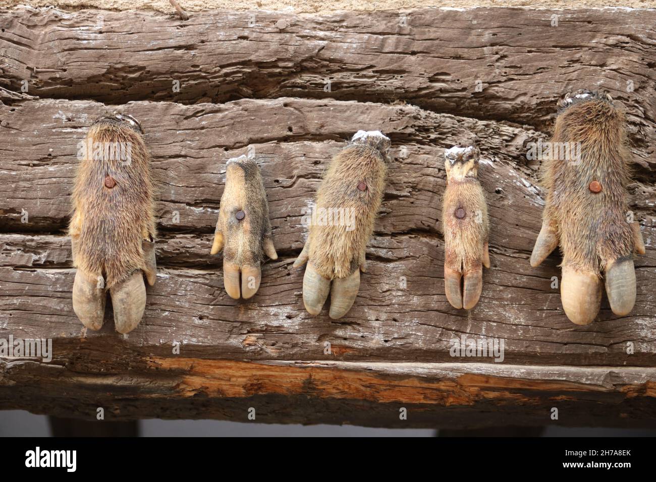 Fünf Wildschweinfüße wurden als Jagdtrophäen an einen alten hölzernen Sturzsturz in Spanien genagelt Stockfoto